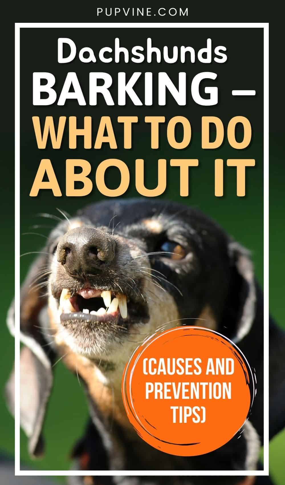 Dachshunds Barking – What To Do About It (Causes And Prevention Tips)