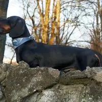 sideview of a dachshund barking and standing on a rock