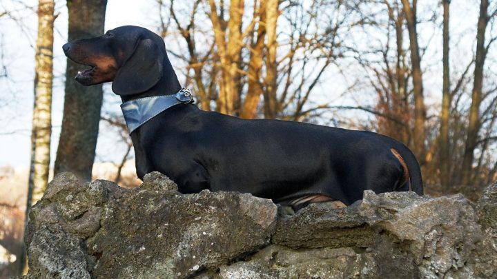 Dachshunds Barking: 8 Causes And 11 Tips For Prevention