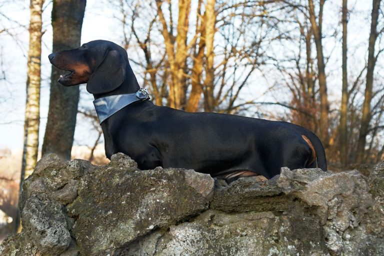 sideview of a dachshund barking and standing on a rock