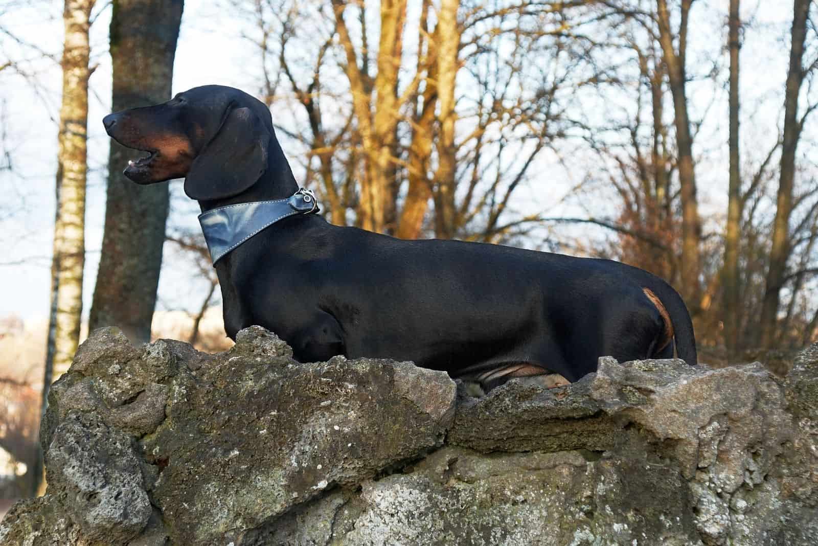 Dachshunds Barking: 8 Causes And 11 Tips For Prevention