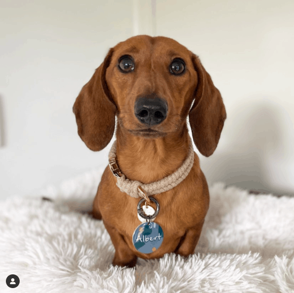 Dachshunds looking at camera