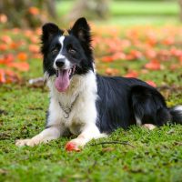 Attentive border collie dog lying down on the grass on a sunny day