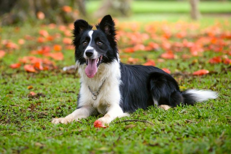 Attentive border collie dog lying down on the grass on a sunny day