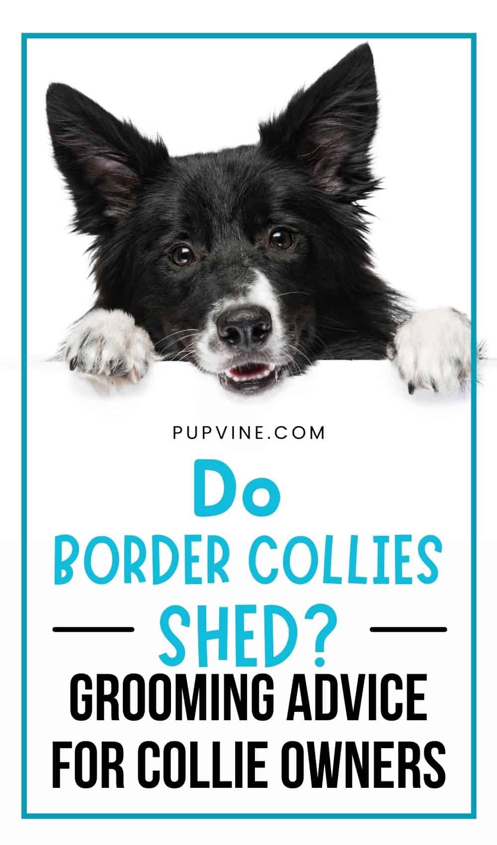 Do Border Collies Shed? Grooming Advice For Collie Owners