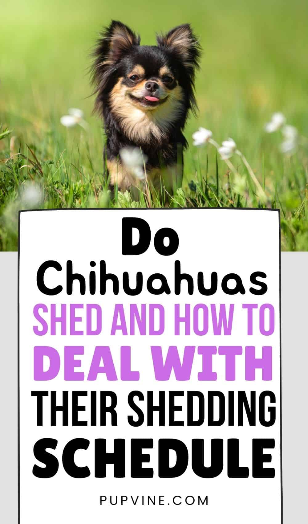 Do Chihuahuas Shed And How To Deal With Their Shedding Schedule