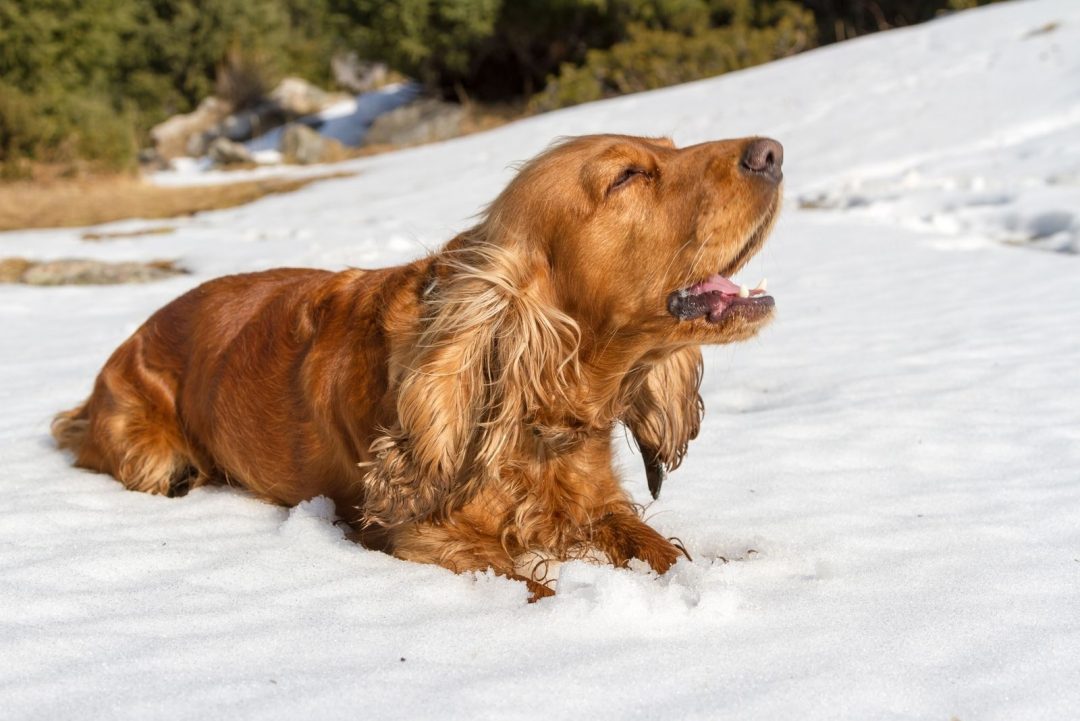 Do Cocker Spaniels Bark A Lot? Here