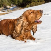 cocker spaniel barking while lying down in the snow