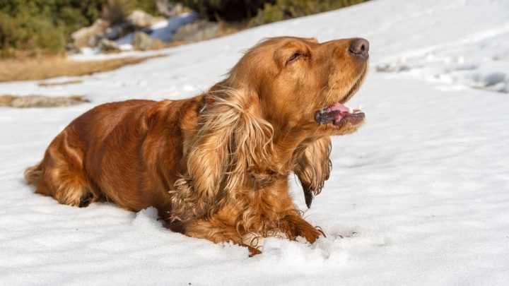 Do Cocker Spaniels Bark A Lot? Here’s The Honest Answer!