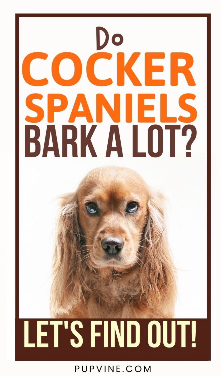 Do Cocker Spaniels Bark A Lot? Let's Find Out!