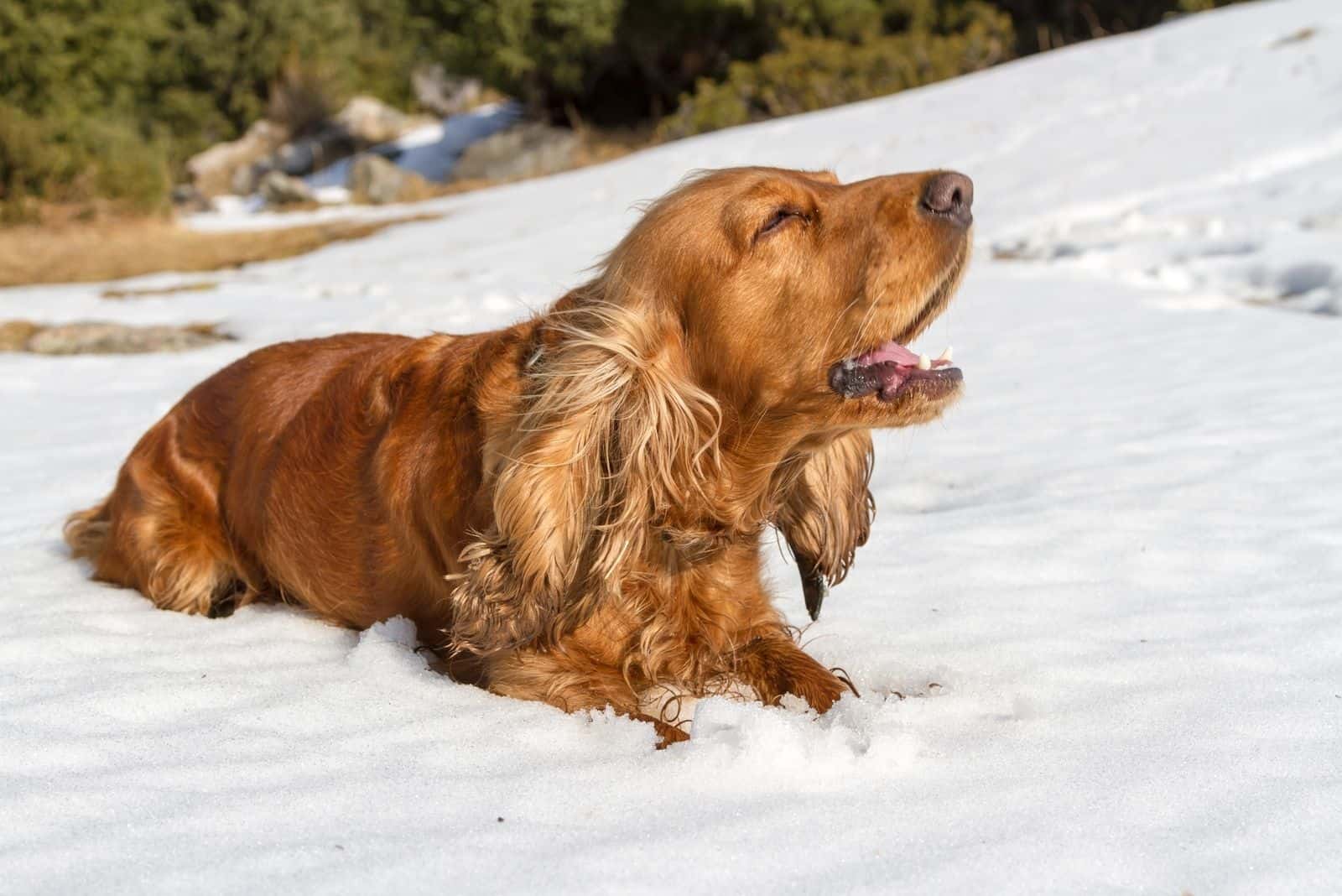 cocker spaniel barking while lying down in the snow