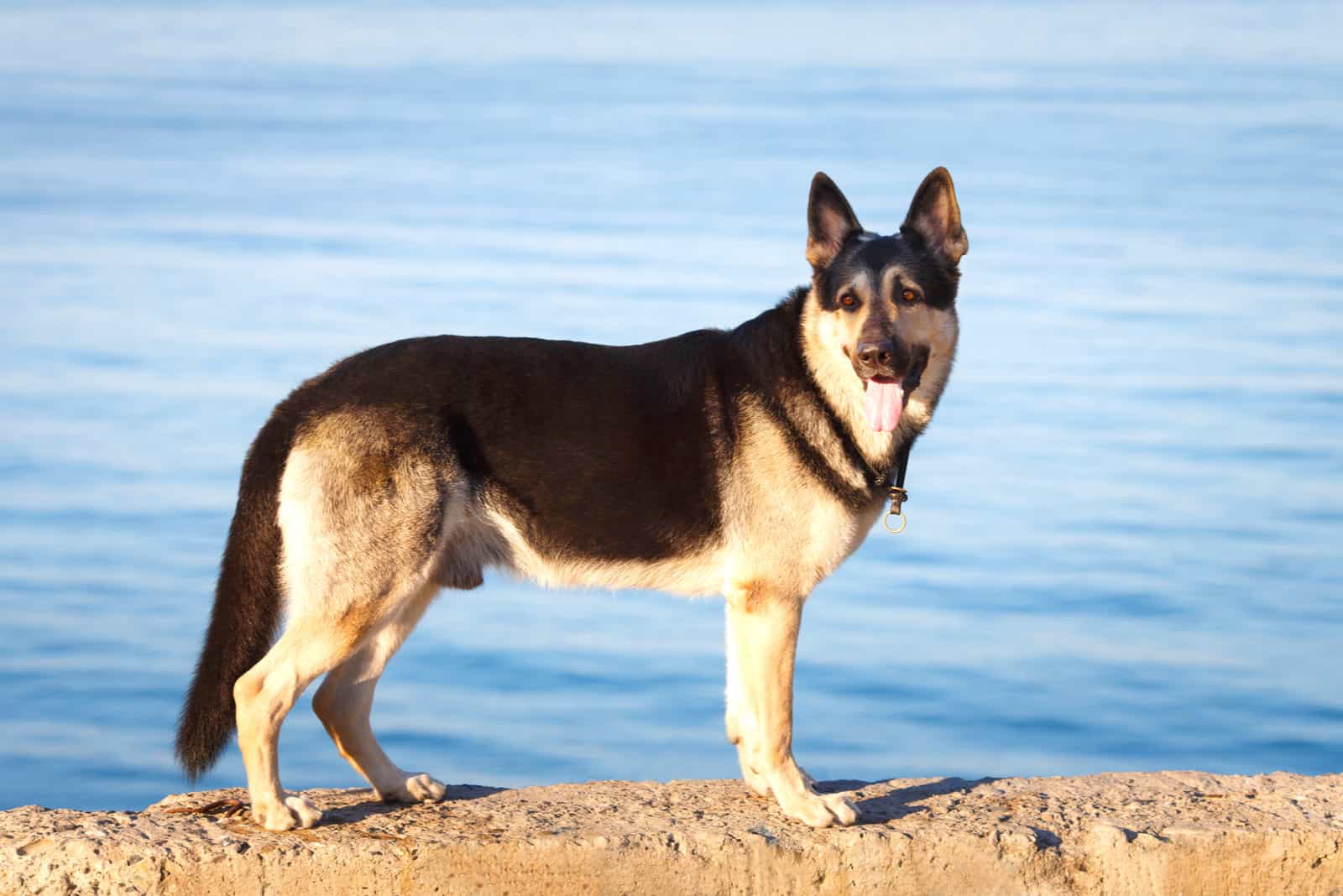 Dog breed East European Shepherd Dog on the background of the sea