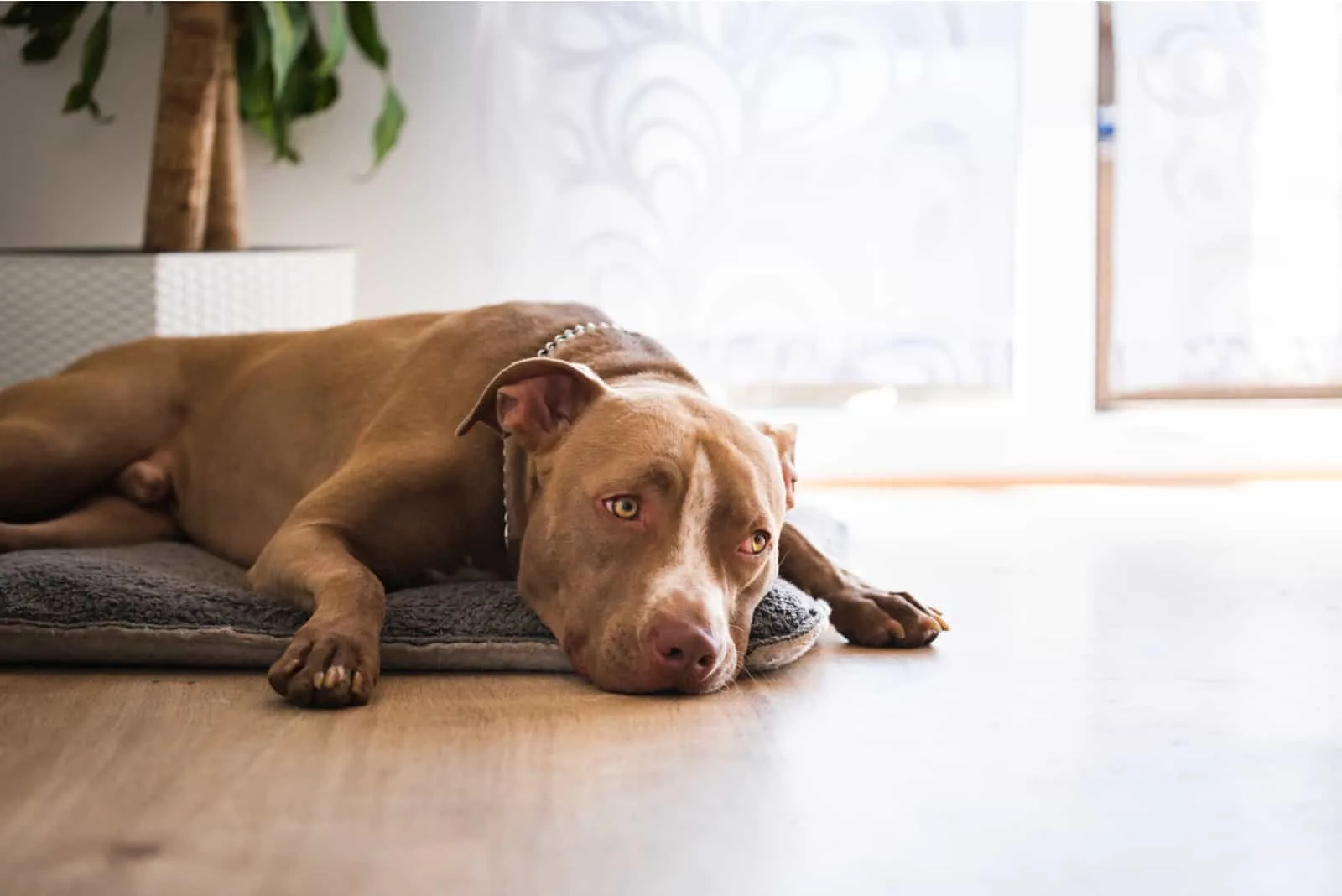 Dog lying on wooden floor indoors