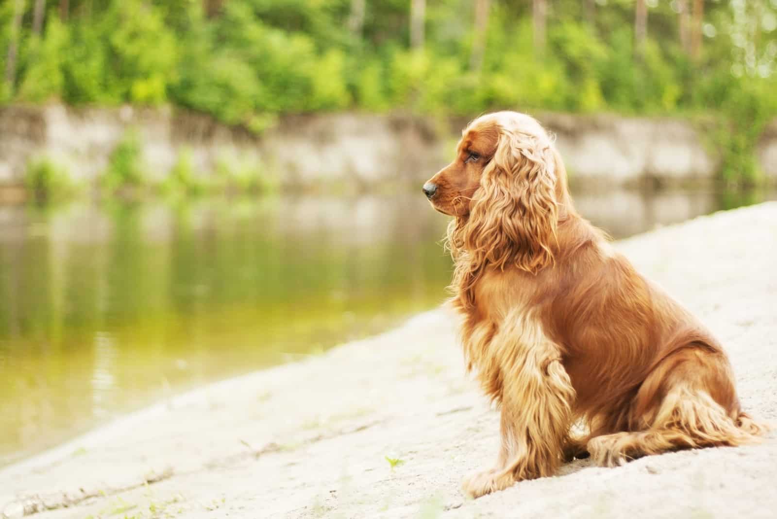 Dog sitting near river