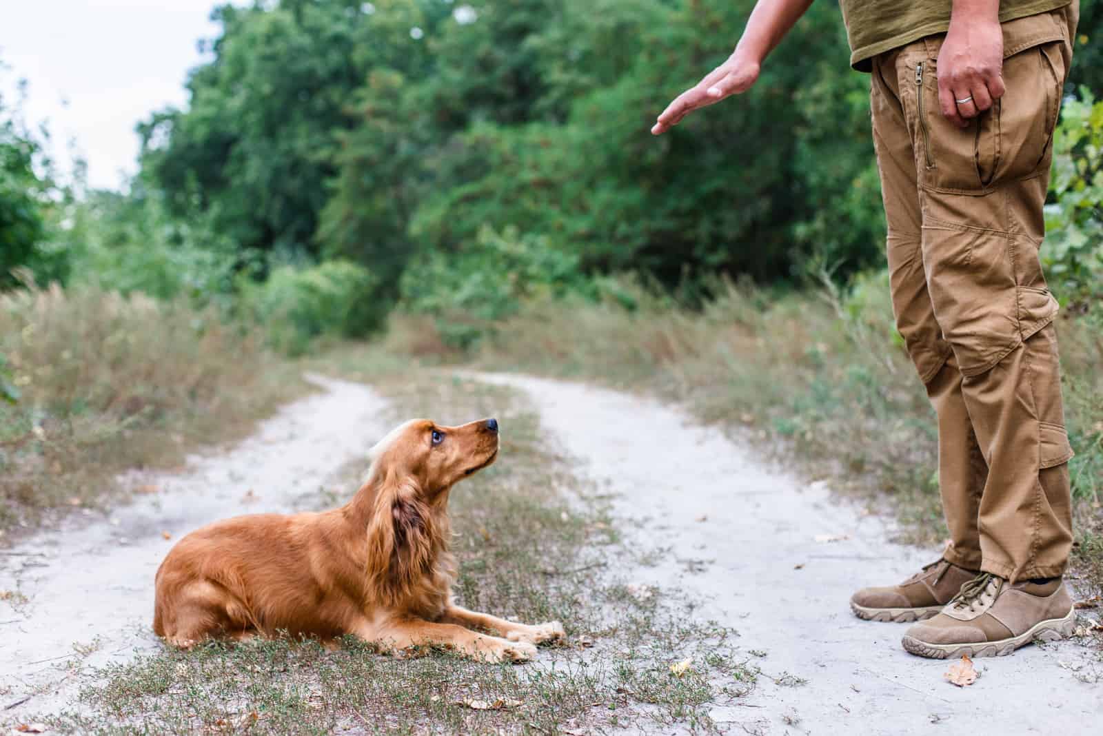 Dog cocker spaniel training process