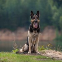 east european shepherd dog
