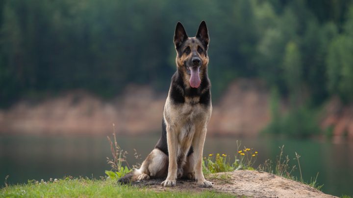 East European Shepherd Dog: Breed Information And Advice