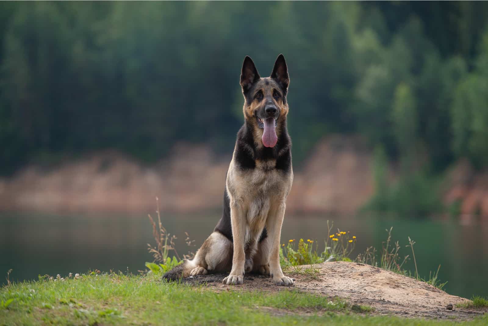 east european shepherd dog