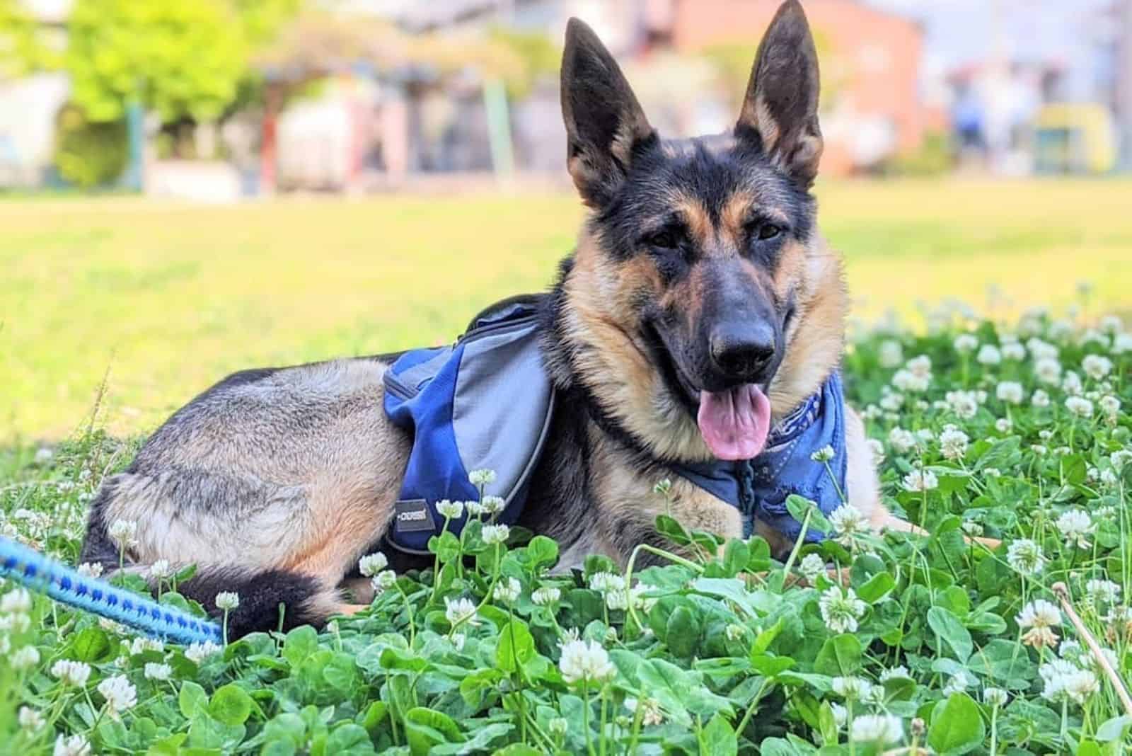 East European Shepherd Dog