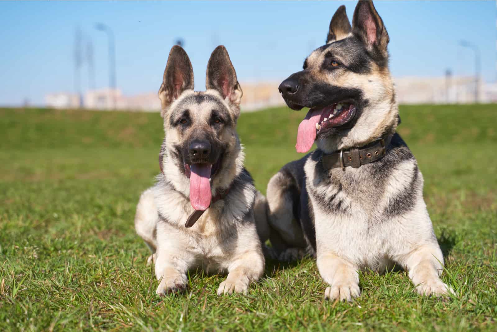 Are East European Shepherd Good With Kids