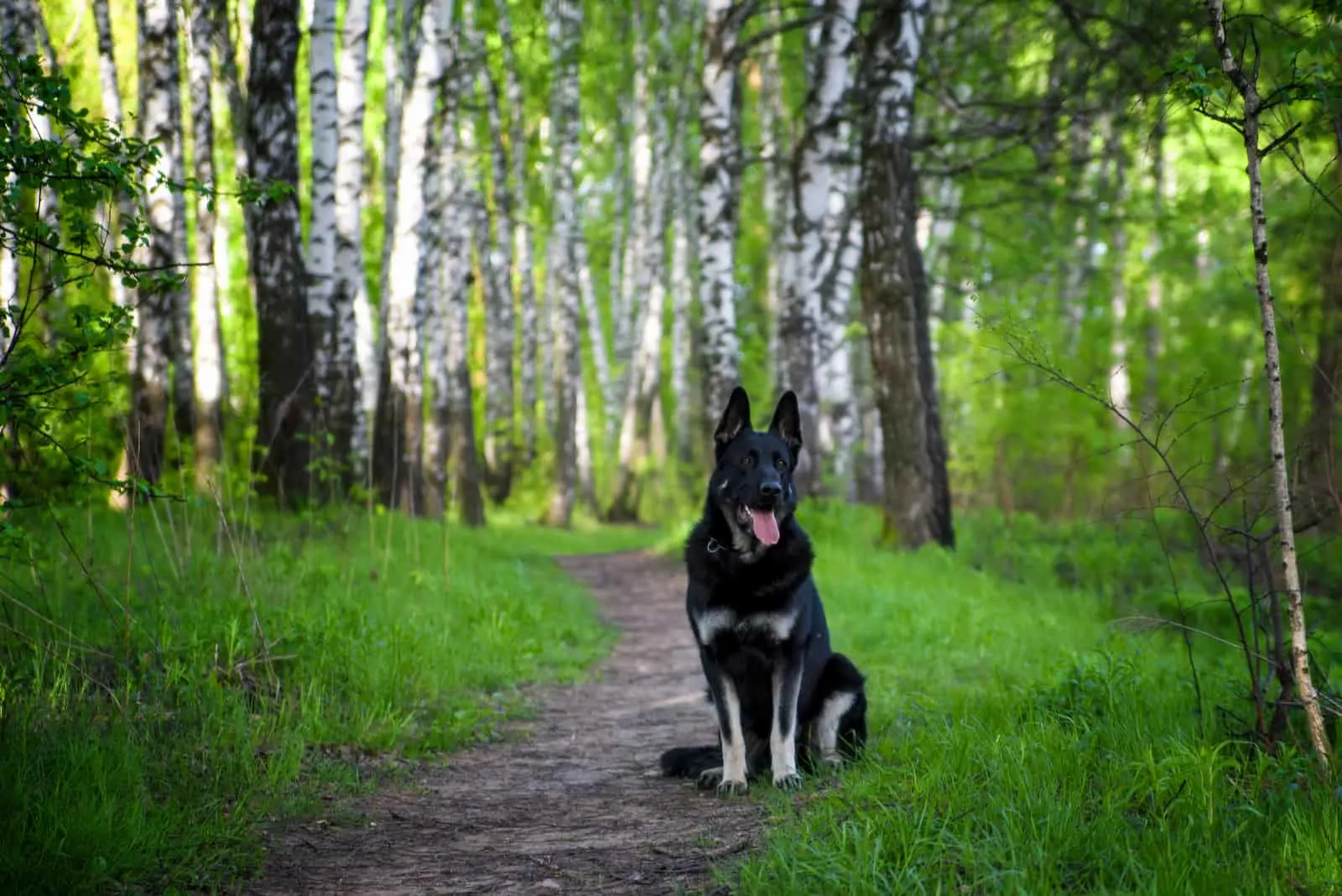 Eastern European shepherd dog sits on a path in the forest 