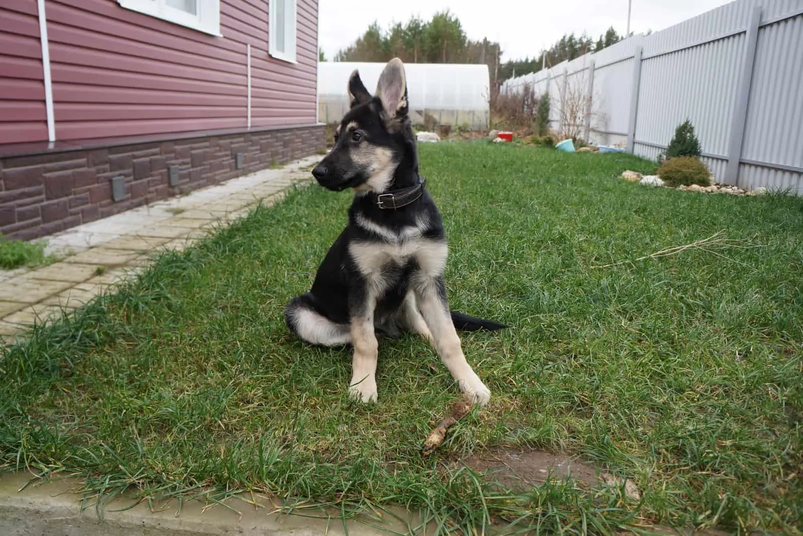 Eastern European shepherd dog sits with its ears raised