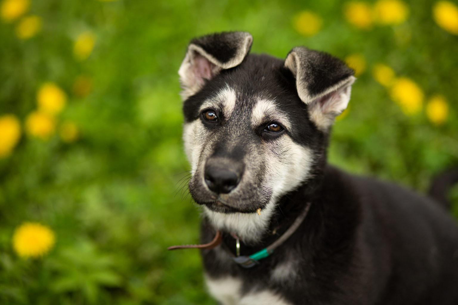 East European Shepherd Dog Breed Information And Advice
