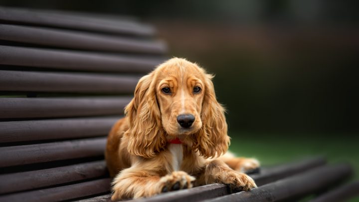 English Vs. American Cocker Spaniel: What’s The Difference?