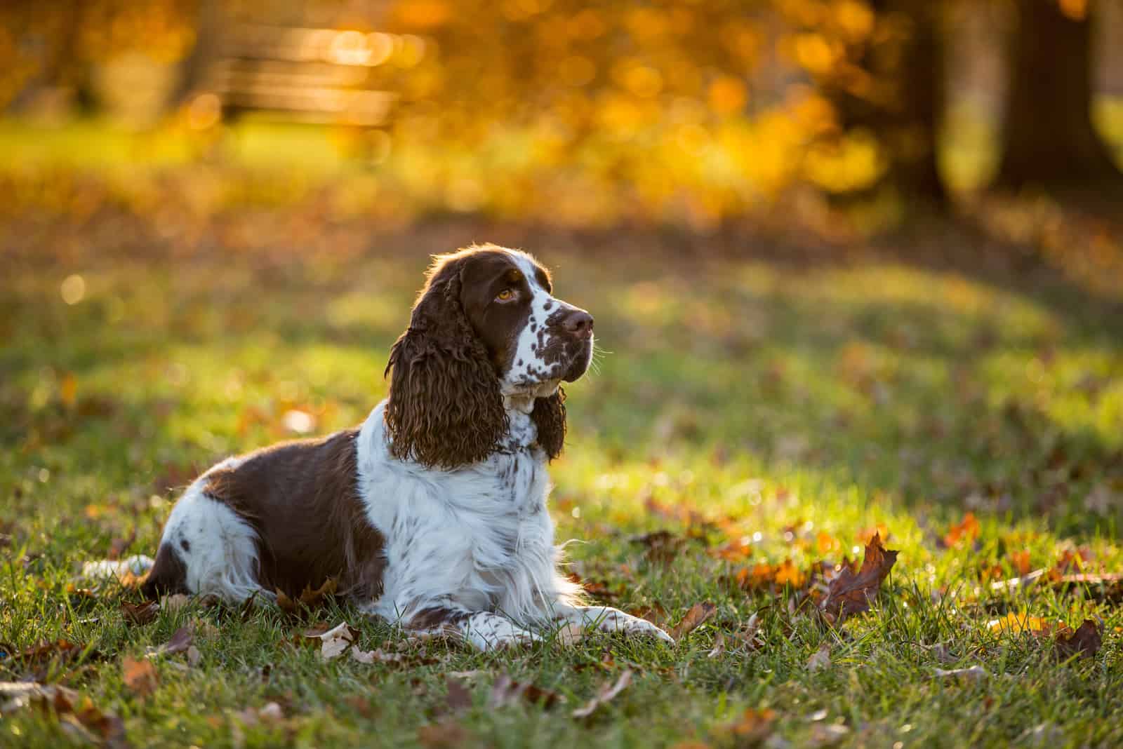 English cocker spaniel lying on the grass