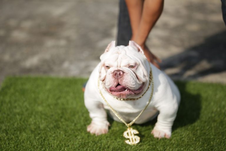 white exotic american bully with a dollar necklace held by the owner standing on the green grass