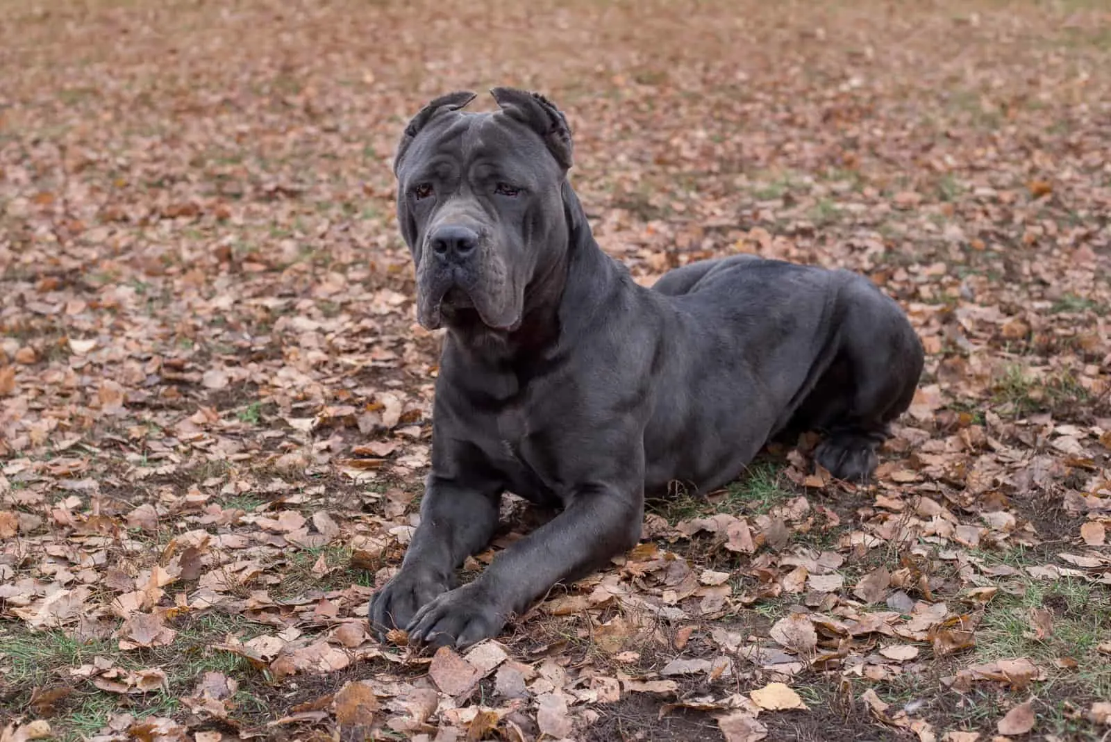 Formidable cane corso is lying on orange leaves in the autumn park