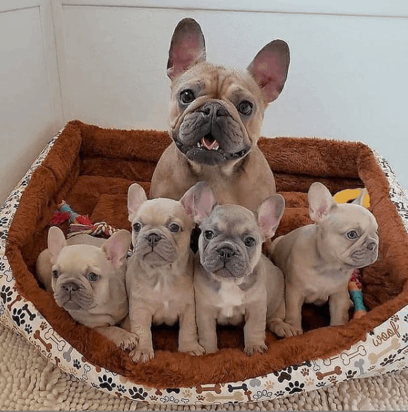 How Many Puppies Can A Frenchie Have French Bulldog Pups
