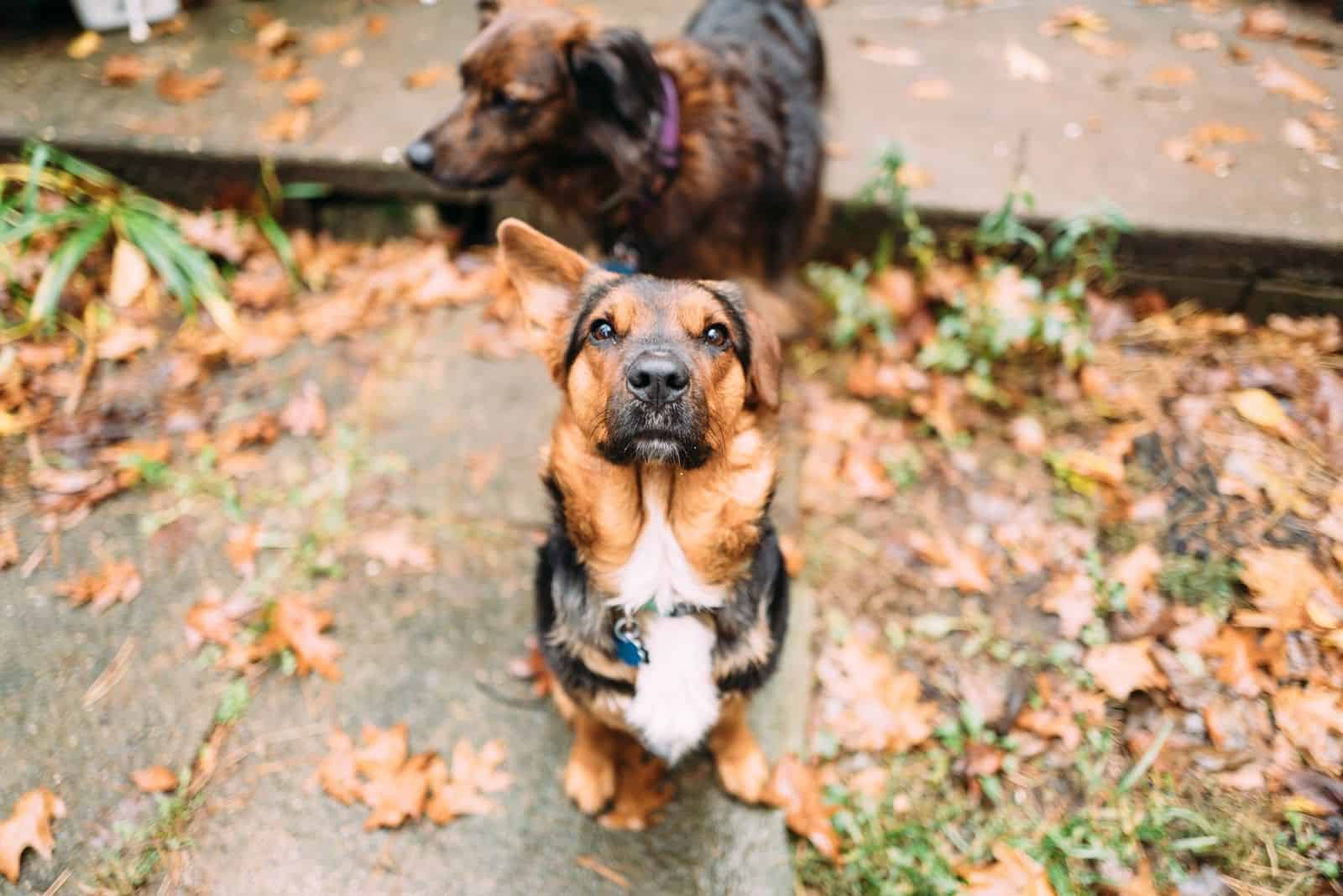 German Shepherd Corgi dog mix looking up with with one ear locked up and other is up