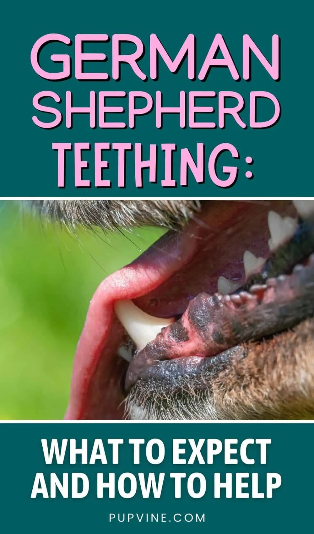 German Shepherd Teething: What To Expect And How To Help