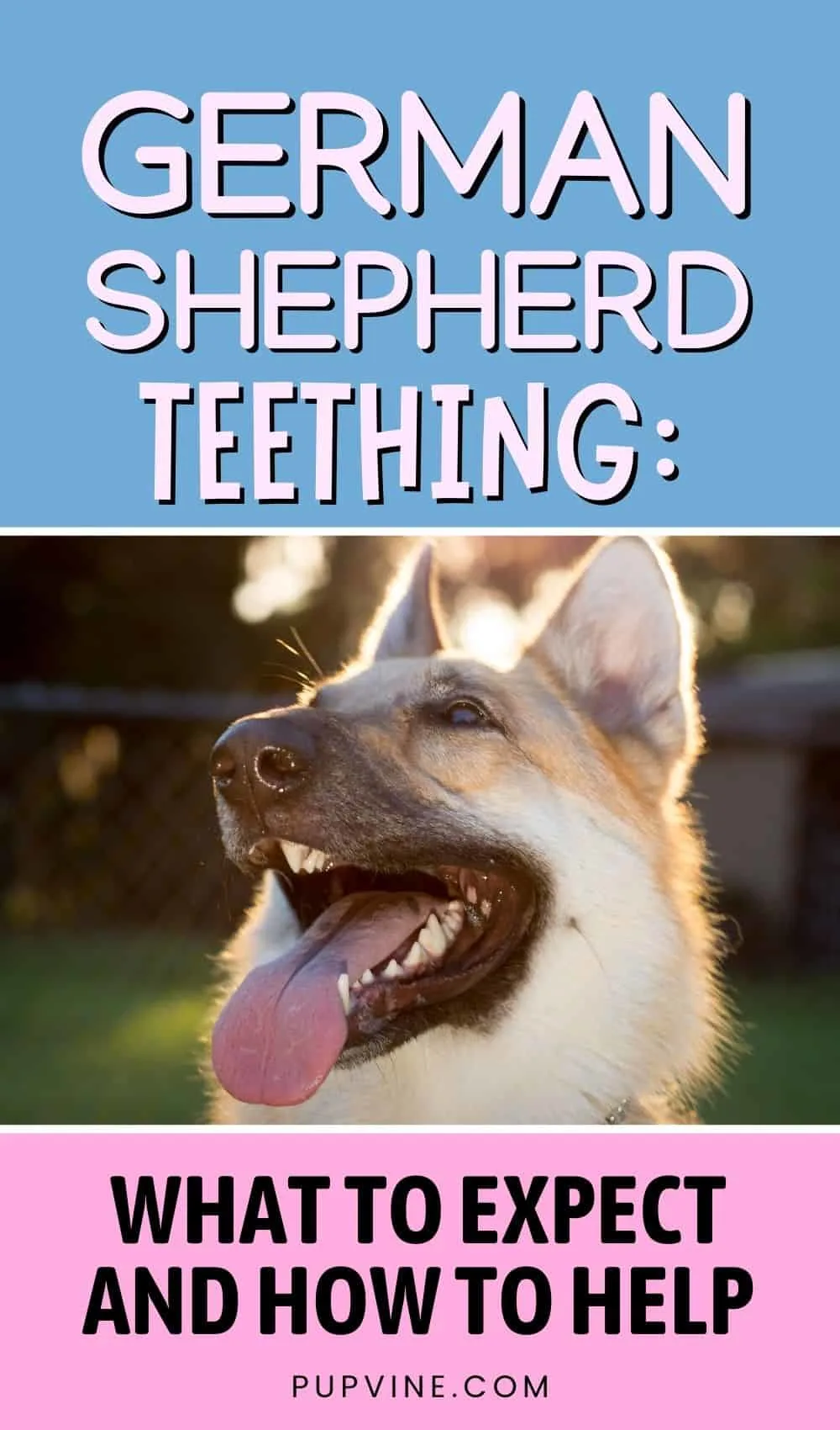 German Shepherd Teething What To Expect And How To Help