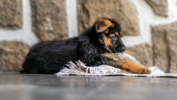 German Shepherd Teething: What To Expect And How To Help