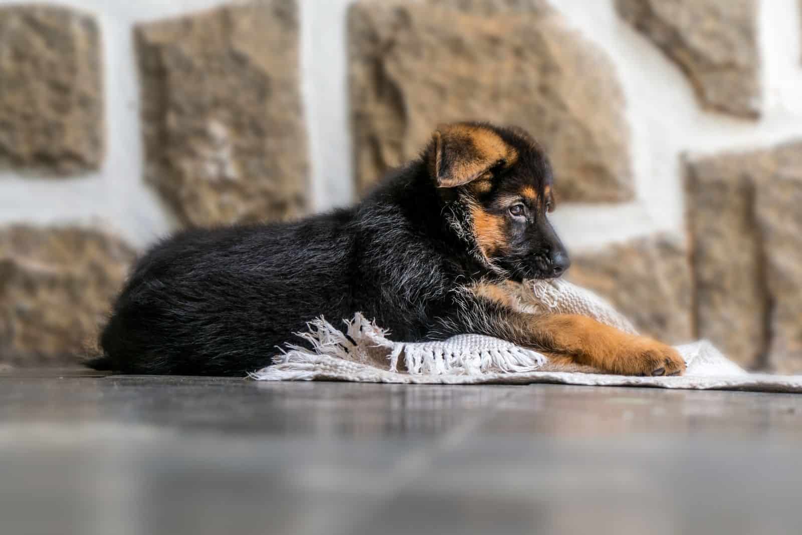 german shepherd puppy biting on the cloth on the floor