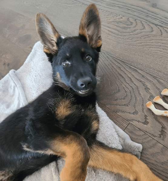 German Shepherd lying