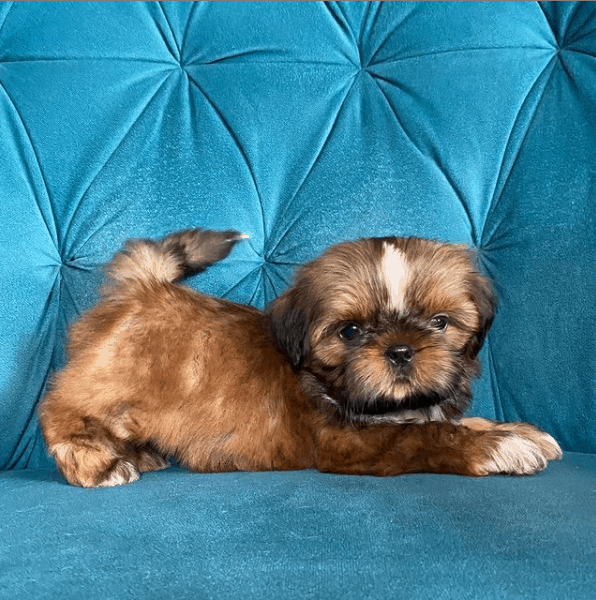 Gold Shih Tzu on couch