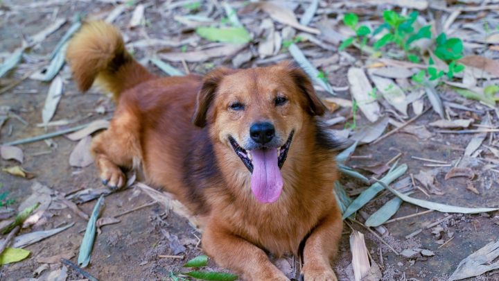 Golden Retriever Corgi Mix: Fun Facts About This Crossbreed