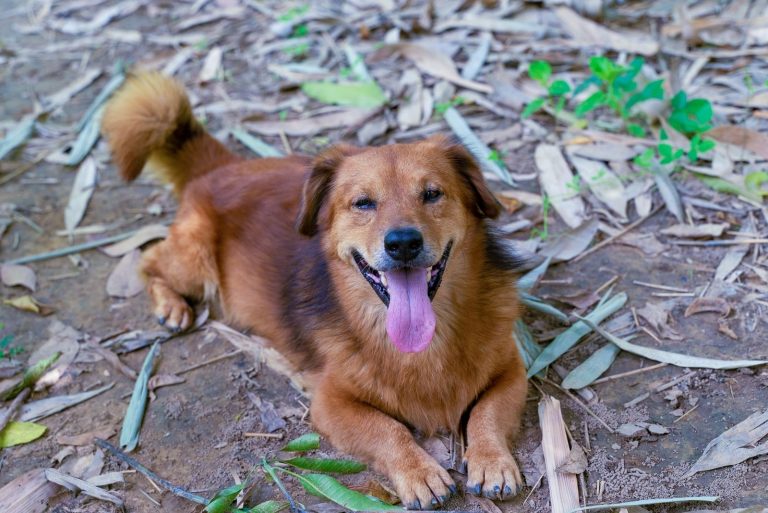 corgi mixed with golden retriever lying down on the ground looking at the camera