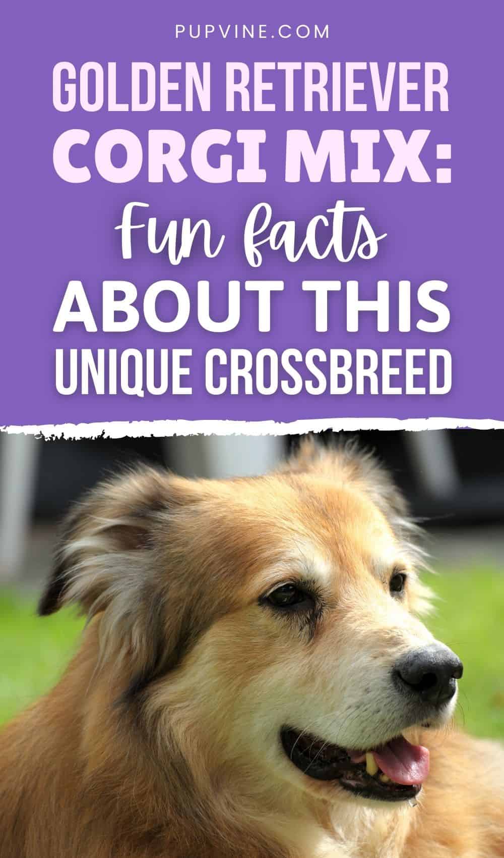 Golden Retriever Corgi Mix: Fun Facts About This Unique Crossbreed