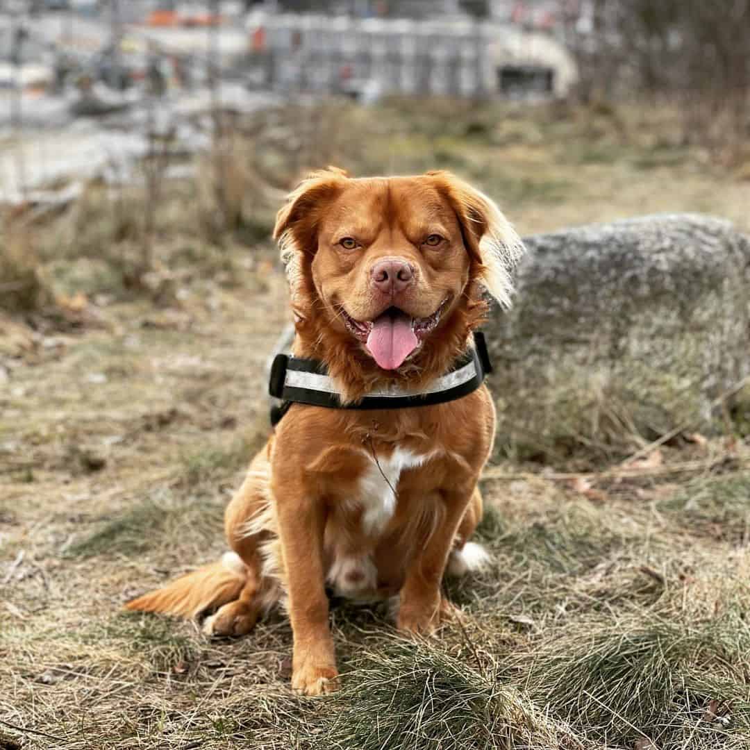 Golden Retriever Mix With Pitbull