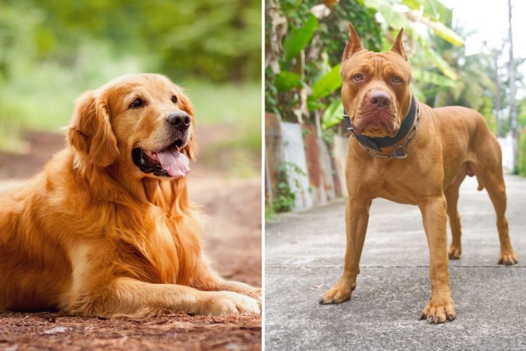 golden retriever and pitbull