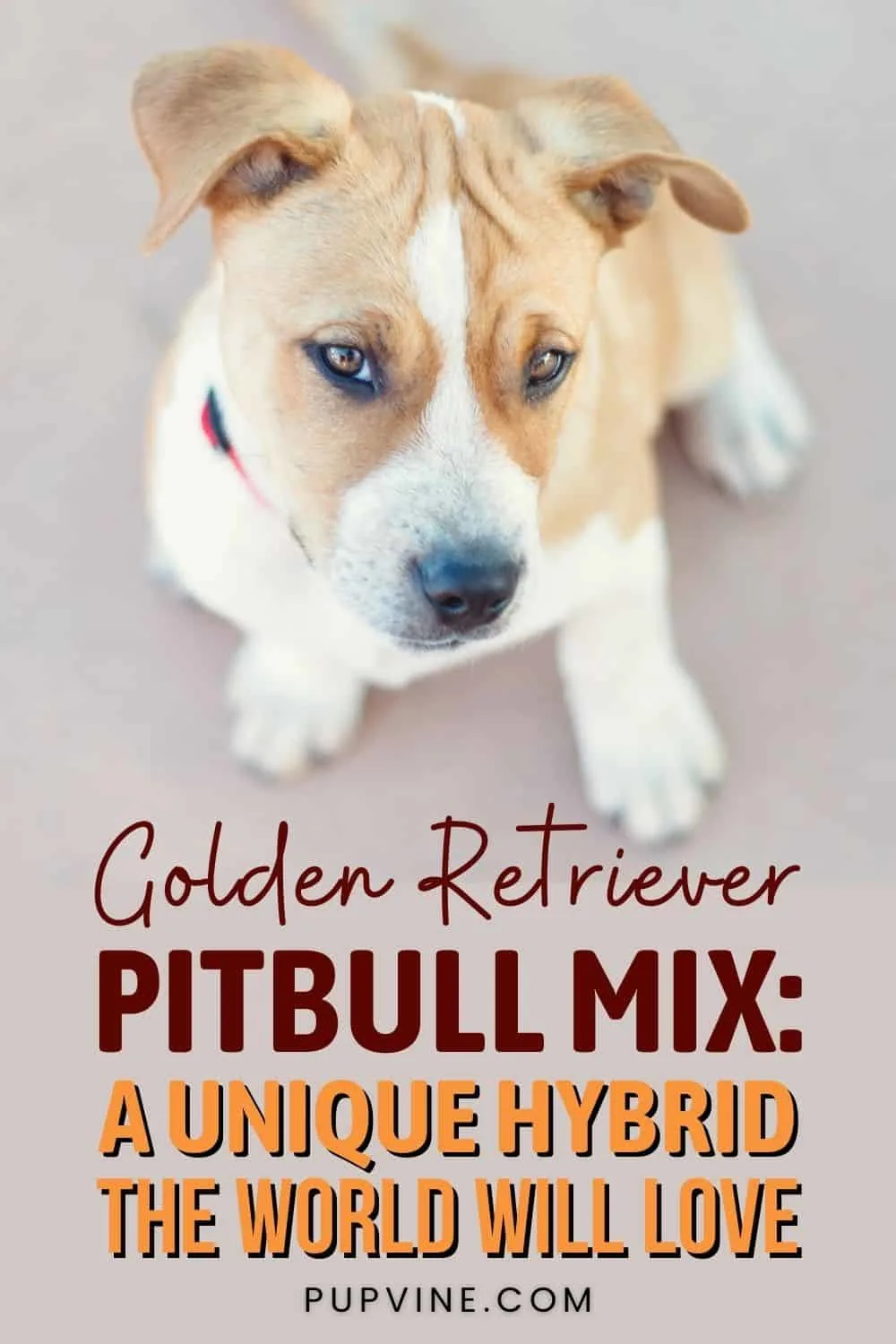 Golden Retriever Pitbull Mix A Unique Hybrid The World Will Love