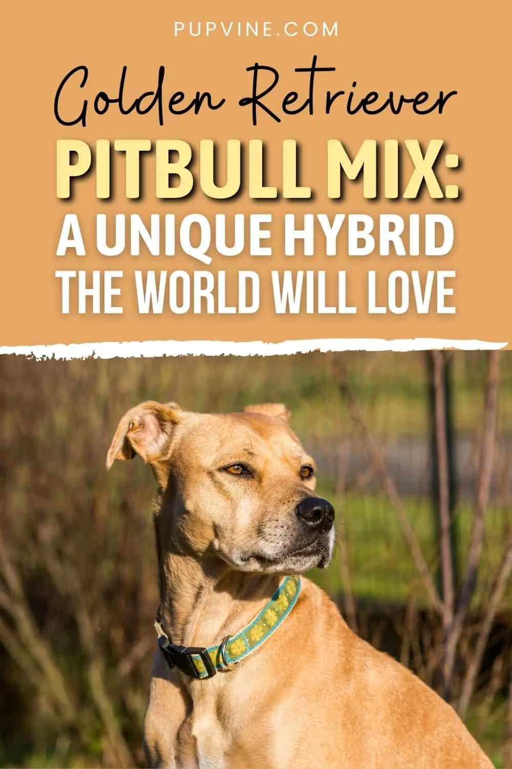 Golden Retriever Pitbull Mix A Unique Hybrid The World Will Love