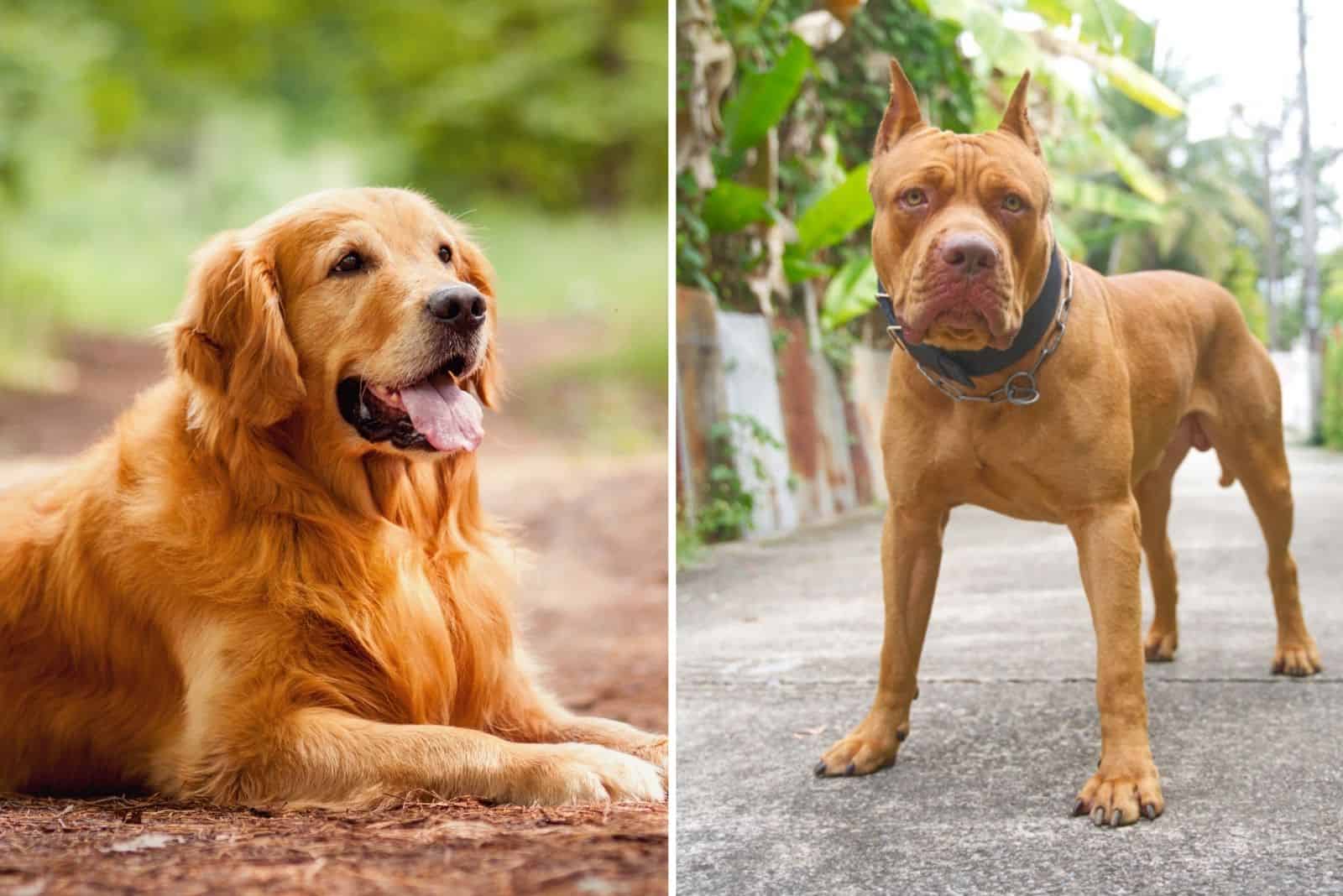 Golden Retriever Pitbull Mix: A Unique Hybrid You Will Love