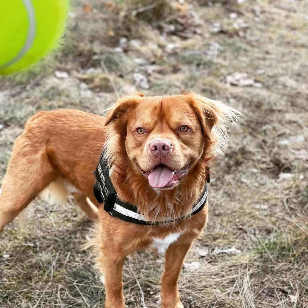 Golden Retriever Pitbull Mix dog