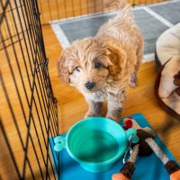 miniature goldendoodle puppy inside a potty train