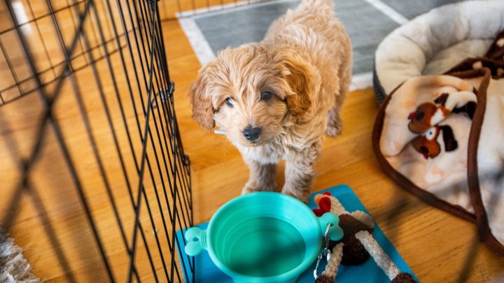 ​​Goldendoodle Potty Training – Goldendoodle Training 101